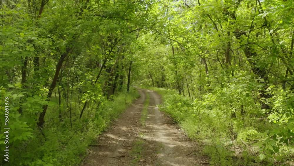 Beautiful view of road in forest on sunny day. Slow motion effect Beautiful view of road in forest on sunny day. Slow motion effect