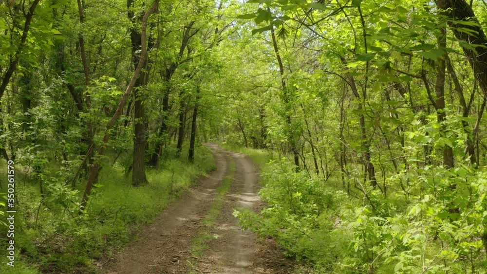 Beautiful view of road in forest on sunny day. Slow motion effect Beautiful view of road in forest on sunny day. Slow motion effect