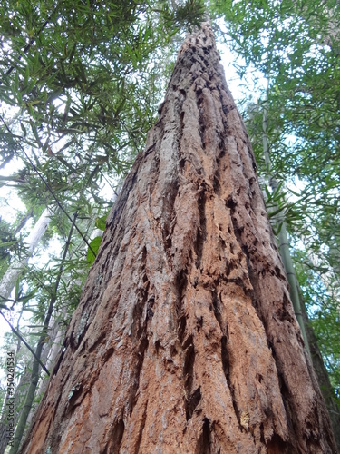 old tree trunk