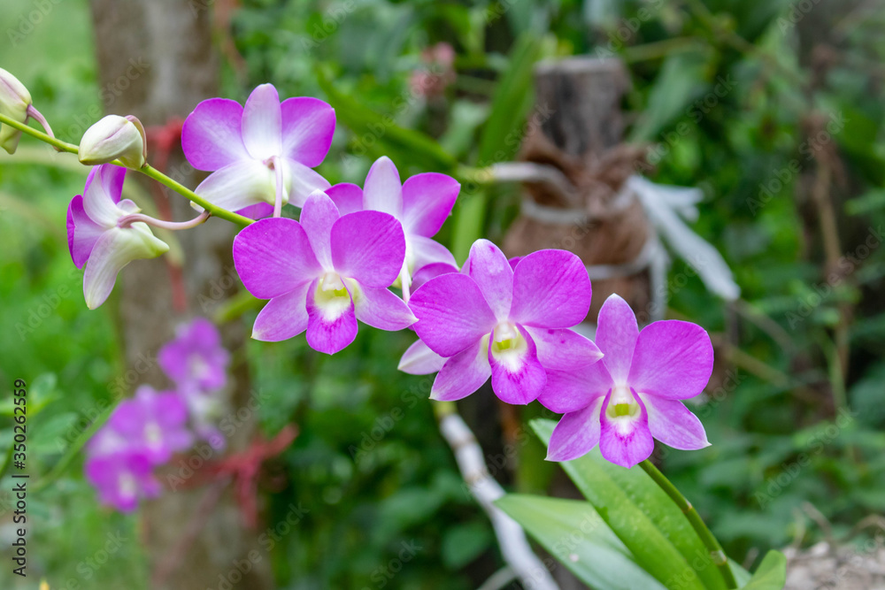 Orchid flower In the back garden. purple and white orchid. Macro. Orchid background. Bouquet of purple renanthera orchids flower in a tropical garden. white orchid. renanthera close up. Orchid flower In the back garden. purple and white orchid. Macro. Orchid background. Bouquet of purple renanthera orchids flower in a tropical garden. white orchid. renanthera close up.