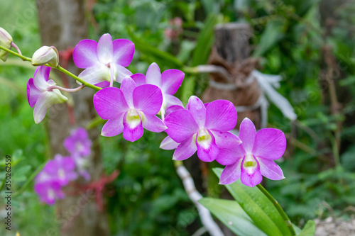 Orchid flower In the back garden. purple and white orchid. Macro. Orchid background. Bouquet of purple renanthera orchids flower in a tropical garden. white orchid. renanthera close up.