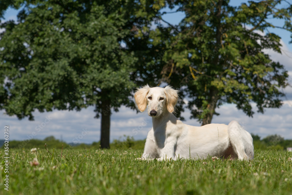 Fototapeta premium Saluki dog portrait outside. happy dog in nature