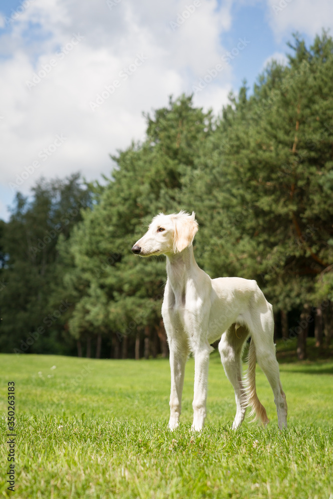 Saluki dog portrait outside. happy dog in nature