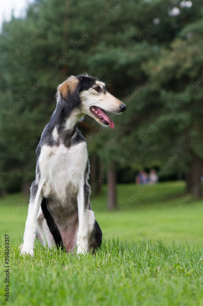 Saluki dog portrait outside. happy dog in nature Saluki dog portrait outside. happy dog in nature