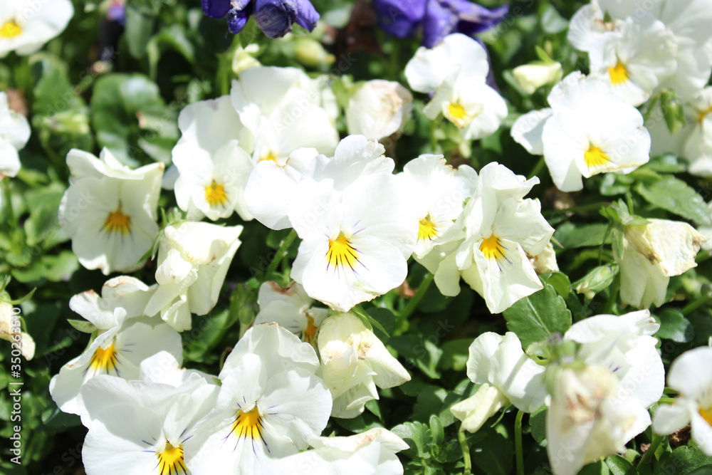 Fototapeta premium spring flowers in the garden