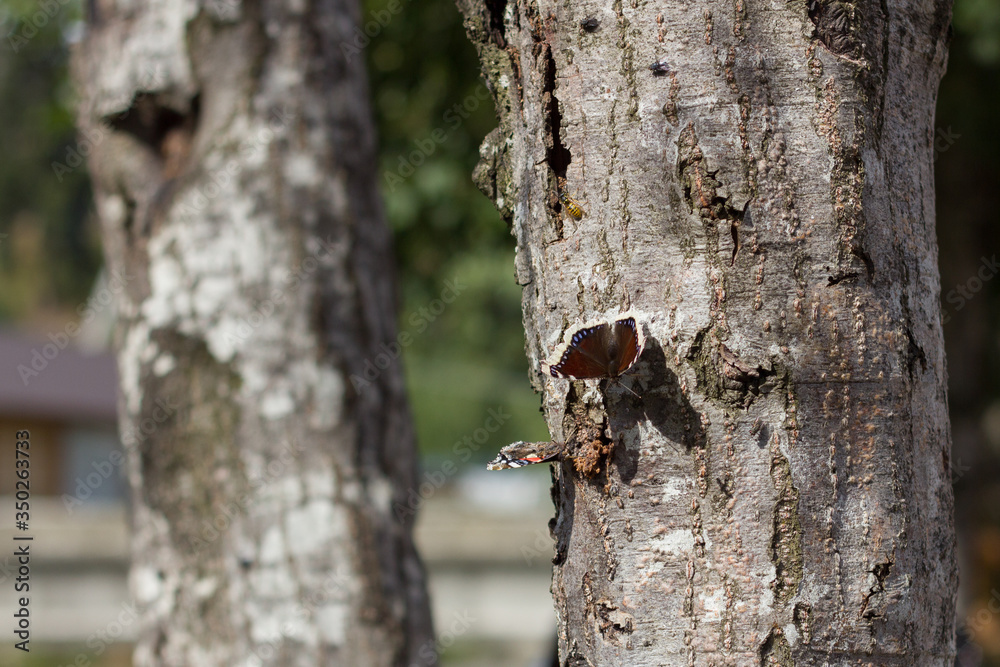 beautiful butterfly on the tree beautiful butterfly on the tree