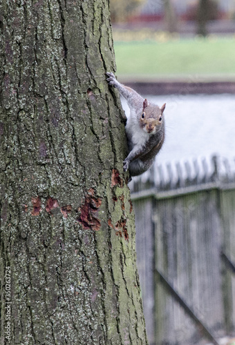 A grey squirrel on a tree looking at the camera