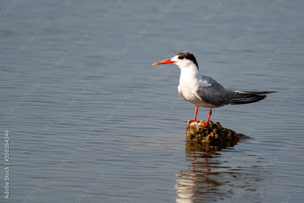Caspian Tern, bird to the roost (Hydroprogne caspia) Caspian Tern, bird to the roost (Hydroprogne caspia)