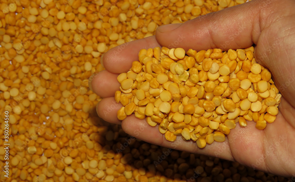 Split peas in a hand, Isolated Split peas, Isolated Split peas in a Hand, Split peas are an agricultural or culinary preparation consisting of the dried. Split peas in a hand, Isolated Split peas, Isolated Split peas in a Hand, Split peas are an agricultural or culinary preparation consisting of the dried.