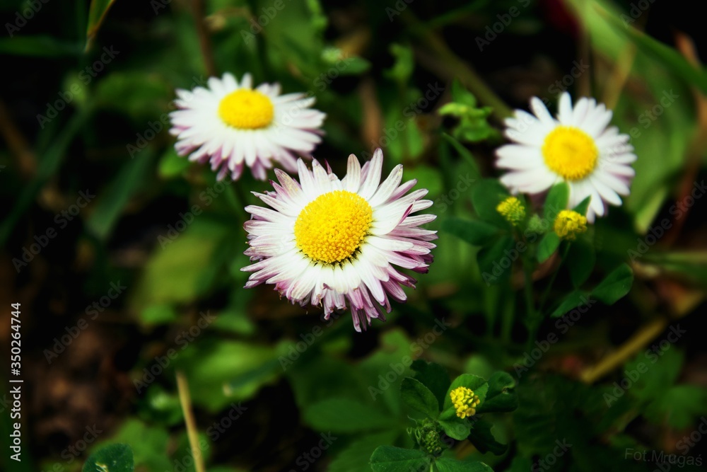 Obraz premium Daisy