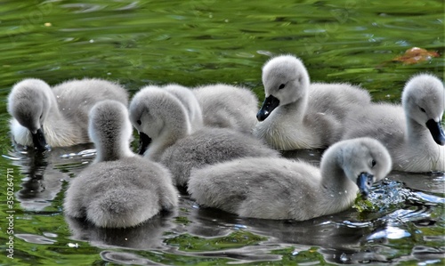 gray fluffy swan chicks swim in the river