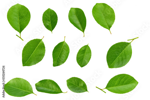 fresh green leaves isolated on white background.