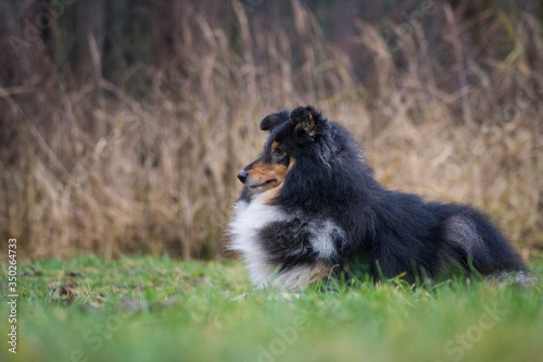 Sheltie portrait in the nature outside. 