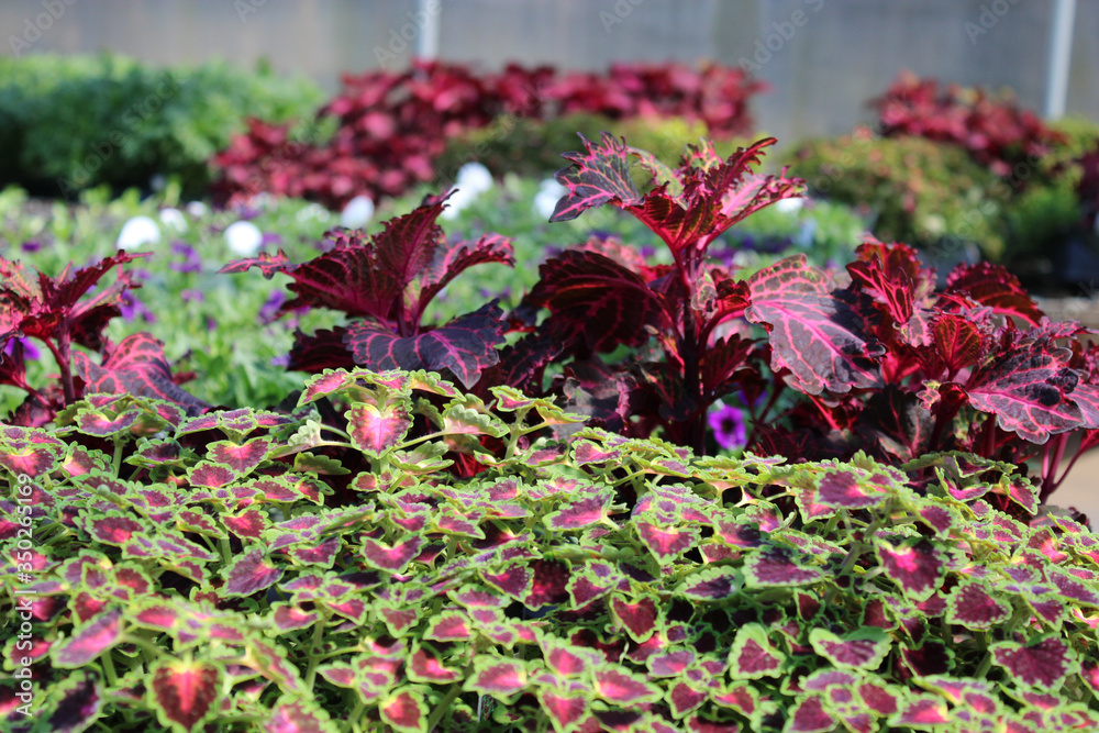 Naklejka premium Garden Flowers