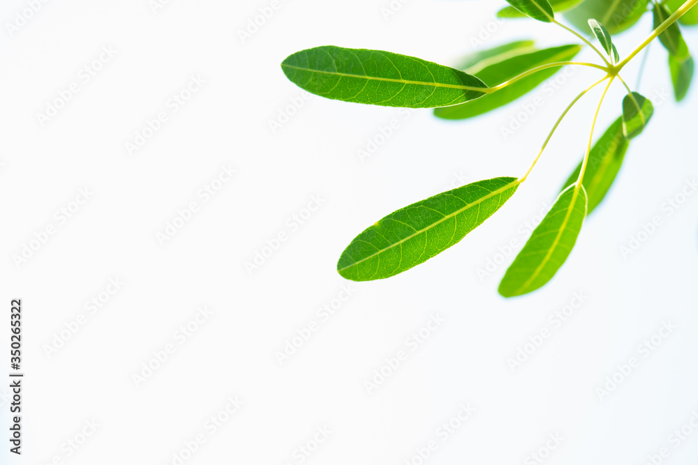 Closeup nature view of green leaf on white background with copy space for text using as background fresh ecology concept Closeup nature view of green leaf on white background with copy space for text using as background fresh ecology concept