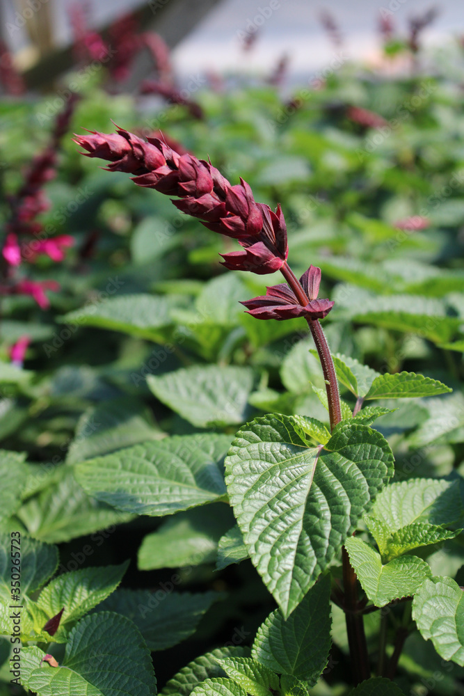 Flower Plant Flower Plant