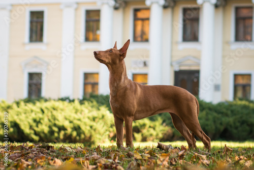 Pharaon dog posing outside in beautiful autumn park.	