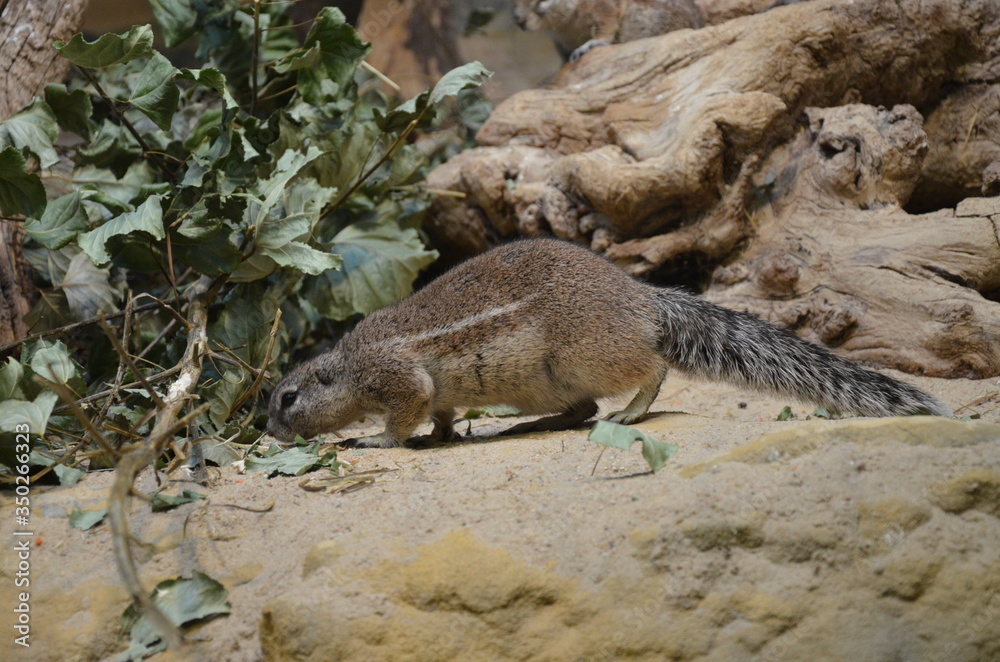 Fototapeta premium Ground squirrel standing on sand