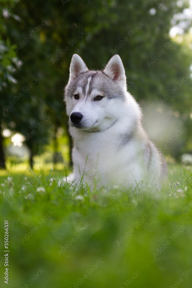 Husky dog in green background.	