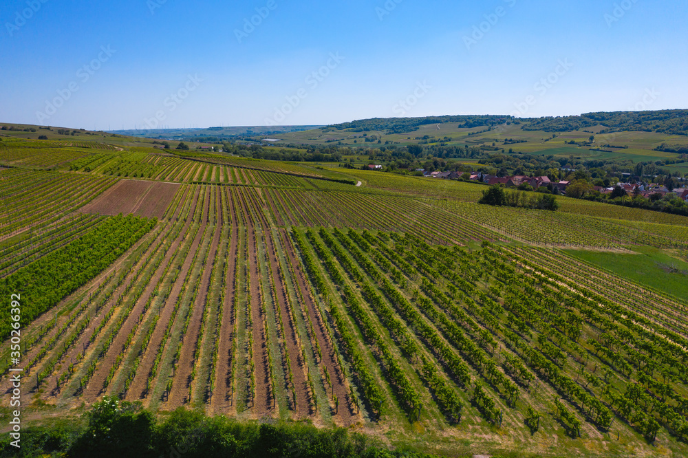 Blick von oben auf die Weinberge rund um Ingelheim am Rhein/Deutschland