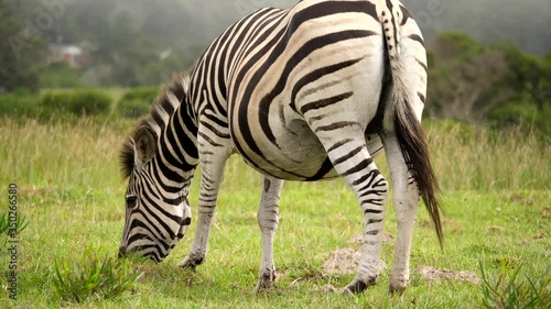 One pregnant female zebra eating green grass on sunny day, South Africa