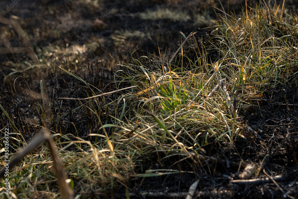 Green and yellow grass on close up among burned grass. Black and dry earth Green and yellow grass on close up among burned grass. Black and dry earth