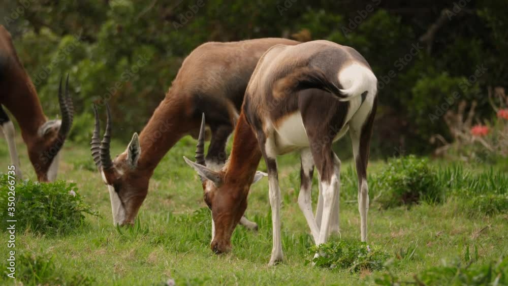 Three bontebok antelope eating green grass in natural habitat, South Africa Three bontebok antelope eating green grass in natural habitat, South Africa