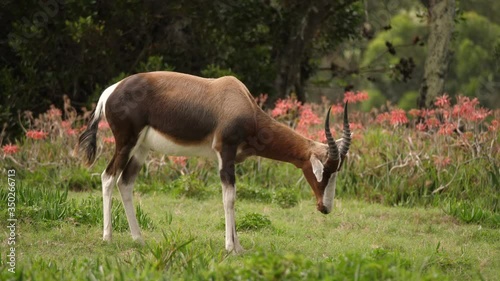 Profile of bontebok antelope eating grass with orange flowers in background photo