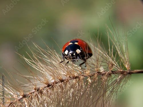 a small red ladybug on the plant © oljasimovic