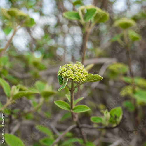 Flower buds viburnum tinus in spring forest photo