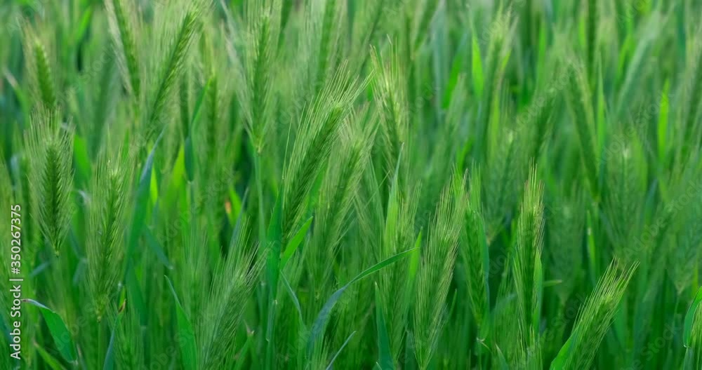 Nature background. Beautiful wild field with high green grass swaying on wind. Spikelets of ripening cereal weed grass are fluttering in the wind. Slow motion, Macro, Close up Nature background. Beautiful wild field with high green grass swaying on wind. Spikelets of ripening cereal weed grass are fluttering in the wind. Slow motion, Macro, Close up