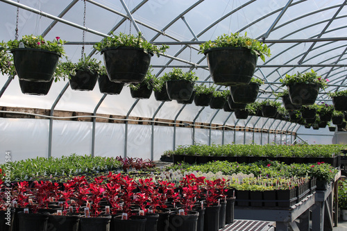 greenhouse with flowers