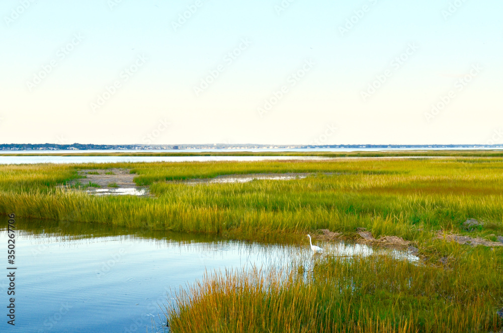 Landscape with vibrant yellow green salt marsh grass and intertidal waters off of Moriches Bay on the south shore of Long Island.  Westhampton Beach, NY.   Copy space.