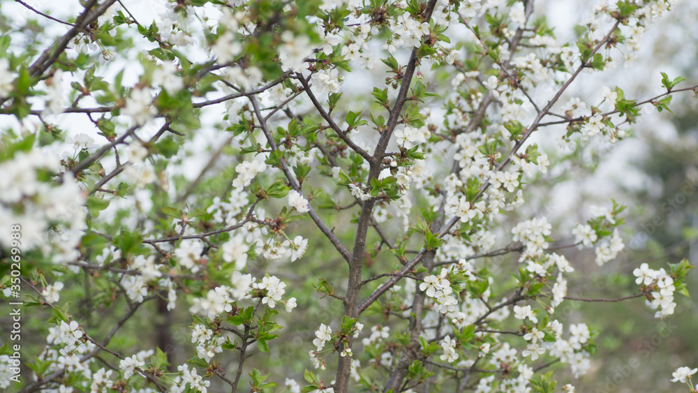 Branches of blossoming apricot macro with soft focus on gentle light blue sky background. For easter and spring greeting cards with beautiful floral spring abstract background of nature Branches of blossoming apricot macro with soft focus on gentle light blue sky background. For easter and spring greeting cards with beautiful floral spring abstract background of nature
