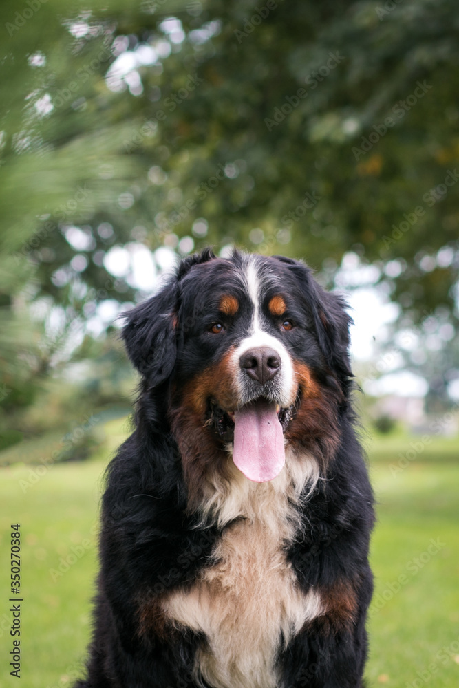 Bernese mountain dog in green park background. Active and funny bernese. Bernese mountain dog in green park background. Active and funny bernese.