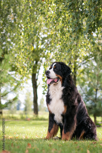 Bernese mountain dog in green park background. Active and funny bernese. © Evelina