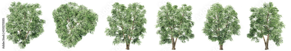 Set or collection of green elm trees isolated on white background. Concept or conceptual 3d illustration for nature, ecology and conservation, strength and endurance, force and life Set or collection of green elm trees isolated on white background. Concept or conceptual 3d illustration for nature, ecology and conservation, strength and endurance, force and life
