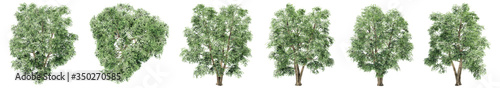 Set or collection of green elm trees isolated on white background. Concept or conceptual 3d illustration for nature  ecology and conservation  strength and endurance  force and life