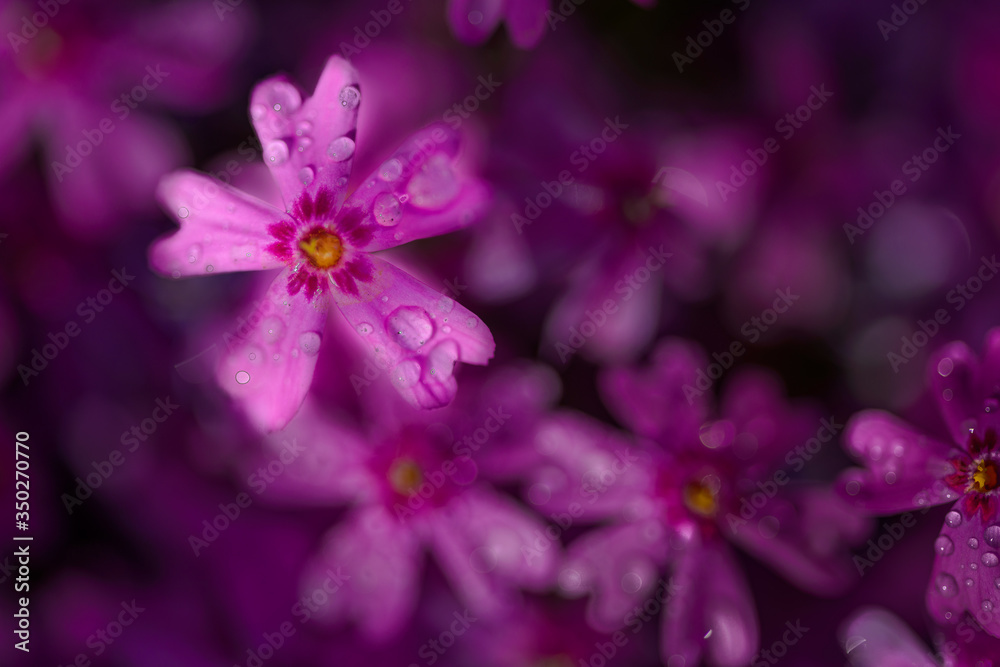 Fototapeta premium beautiful purple flowers with dew drops on petals in sunshine, close view 