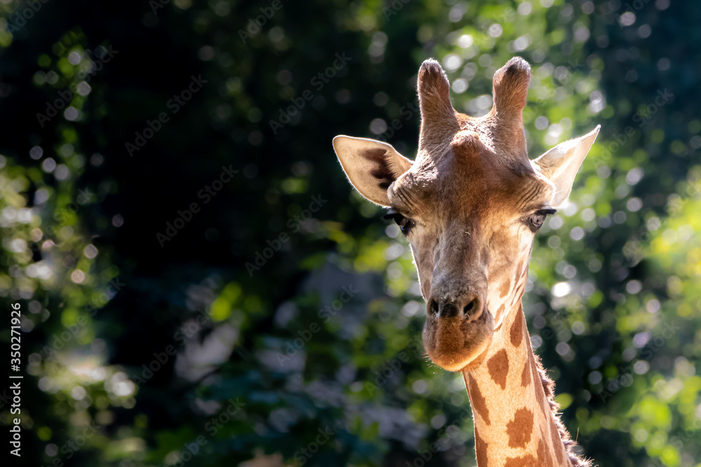 Fototapeta premium a giraffe portrait with leaves in the background