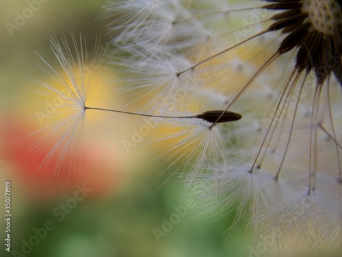 dandelion seeds in the spring