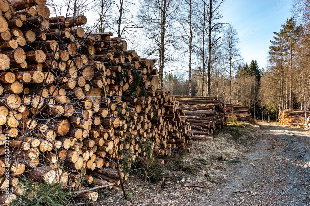 felled trees are ready for transport in a forest in Sweden