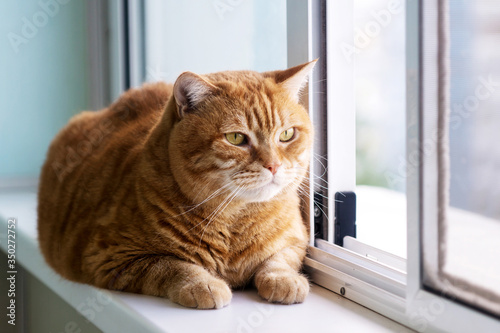 a fat red cat with yellow eyes is lying on the window