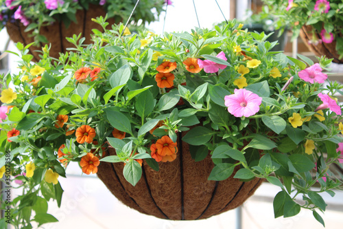 Hanging Basket with Colorful Flowers