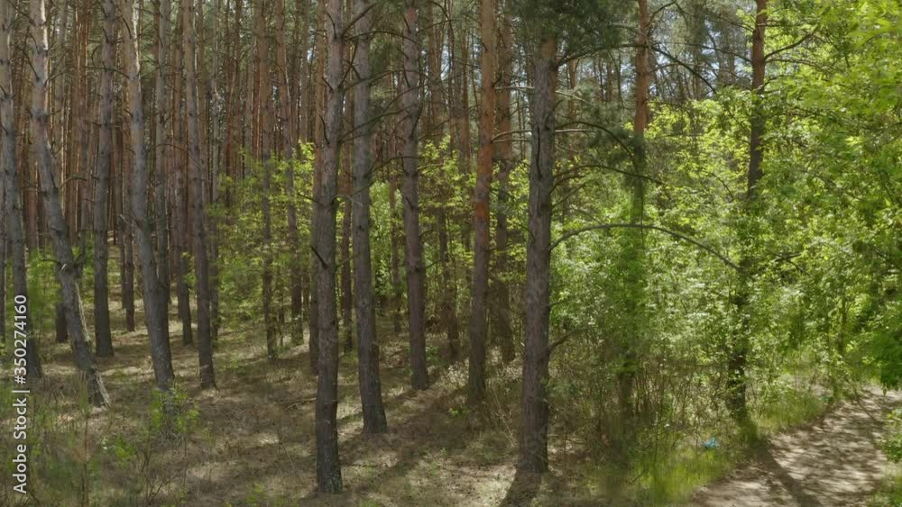 Beautiful view of road in forest on sunny day, slow motion effect. Drone video recording Beautiful view of road in forest on sunny day, slow motion effect. Drone video recording