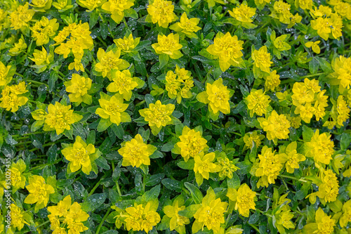 Green and yellow flowers pattern