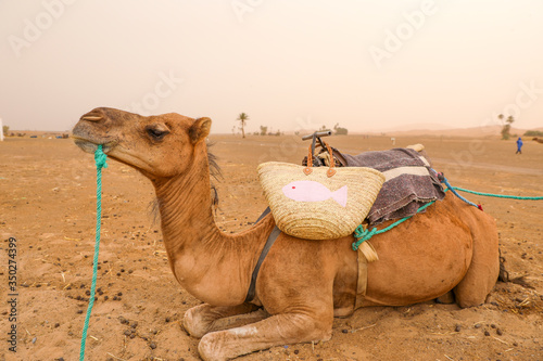 Camel. Merzouga Morocco.