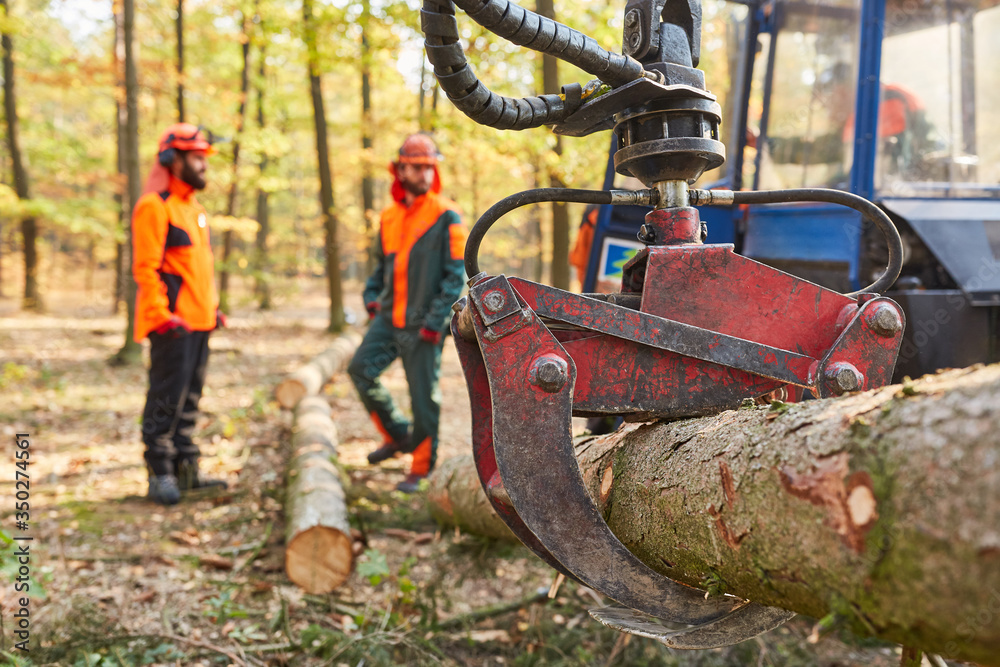 Kran vom Forwarder transportiert einen Baumstamm Kran vom Forwarder transportiert einen Baumstamm