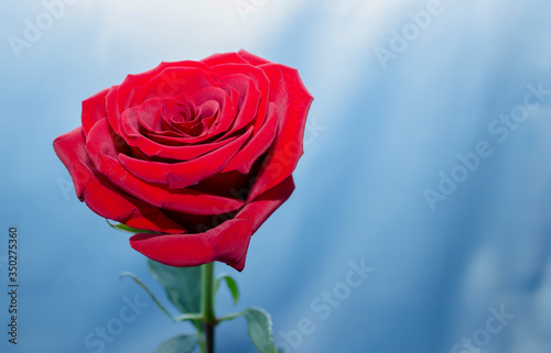 One beautiful rose on a blue background.