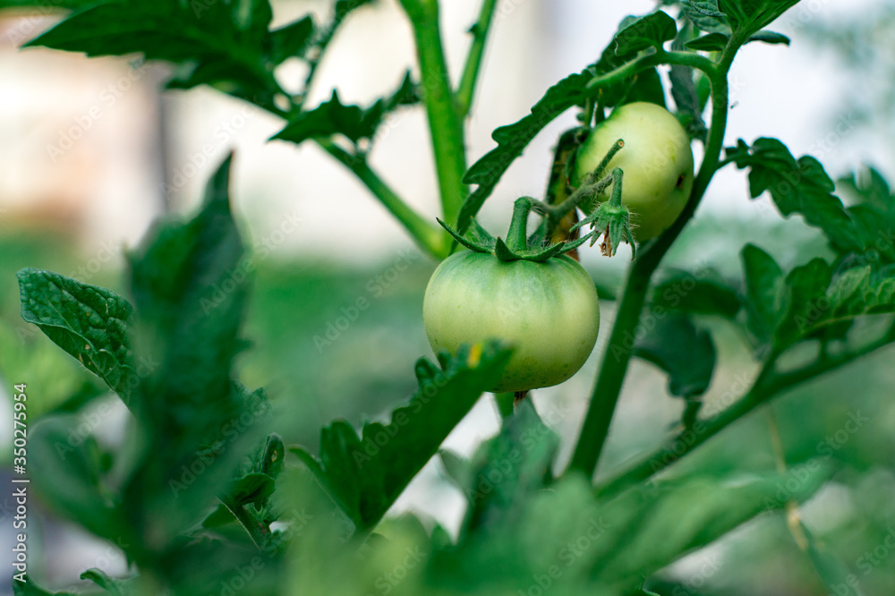 Green tomatoes in early spring on the gardener bed in his garden. Green tomatoes. Agriculture concept. Green tomatoes in early spring on the gardener bed in his garden. Green tomatoes. Agriculture concept.